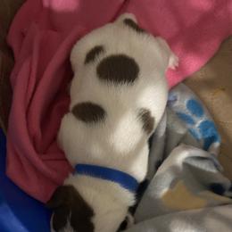 Boy blue - Seal and white male Boston Terrier puppy in Taylorsville, North Carolina from Jessica's Boston Terriers