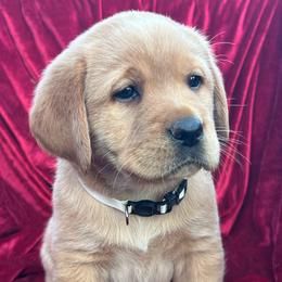 White Collar - Girl - Yellow female Labrador Retriever puppy in Beaverdam, Virginia from Gold Heart Labradors
