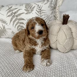 Goldendoodle Puppies from Temecula Creek Doodles