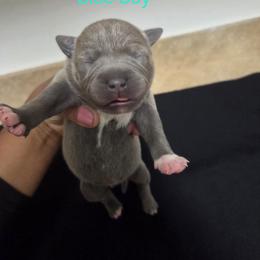 Boy 1 - Blue male Staffordshire Bull Terrier puppy in Houston, Texas from Khaleesi Kennel