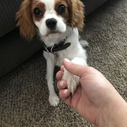 Cavalier King Charles Spaniel Puppies from Christina’s Cavaliers