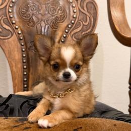 Romeo, 4,300 - Gold and white male Chihuahua puppy in Burleson, Texas from Tiny Diiamond Chihuahua