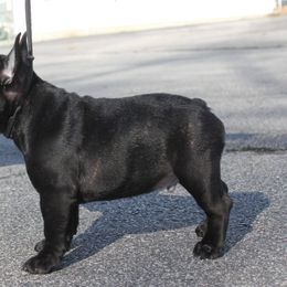 French Bulldog Puppies from Yukon Golden French Bulldogs