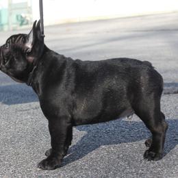 French Bulldog Puppies from Yukon Golden French Bulldogs