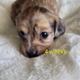 Frankie - Dapple female Dachshund puppy in Kempner, Texas from Russell Farms Dachshund