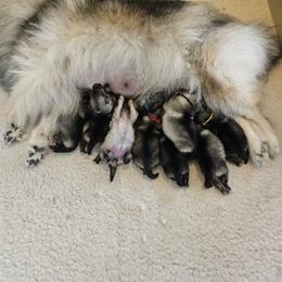 Boy 2 - male Keeshond puppy in Clackamas County, Oregon from Trillium Keeshonden