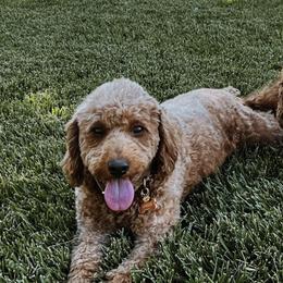 Goldendoodles from Maple Haven Doodles