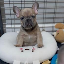 Fizz - Blue fawn male French Bulldog puppy in Miami, Florida from Oceanside French Bulldogs