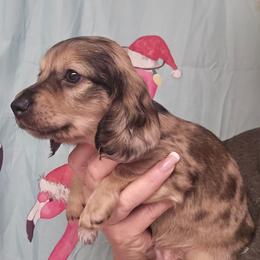 Cream dapple - Dapple male Dachshund puppy in Port Charlotte, Florida from Vicki's Dachshund Crossing