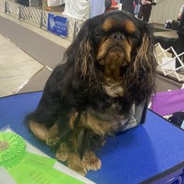 English Toy Spaniels from Enchanting Charlies