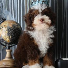 Help - Brown and white female Bernedoodle puppy in Muskogee, Oklahoma from Lawler’s Legacy Litters