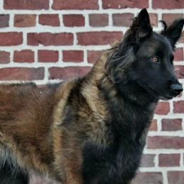 Belgian Tervuren from Chenil du Loup des Bois
