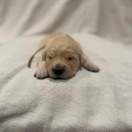 Female pick 3 - Golden female Golden Retriever puppy in Colville, Washington from Columbia Ridge Goldens