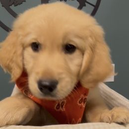 Girl 1 - female Golden Retriever puppy in Seagrove, North Carolina from Willow Oak Farm Golden Retrievers