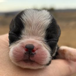 Bootsie black brindle boy 5 - Black brindle and white male Boston Terrier puppy in Yakima, Washington from Barnett’s AKC Boston Terriers