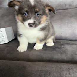 Buddy - Gray and white male American Corgi puppy in Stuart, Iowa from Johnson Family Paws