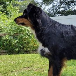 Nova - Australian Shepherd