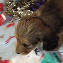 Dachshund Puppies from CLARK'S BREEDING PROGRAM