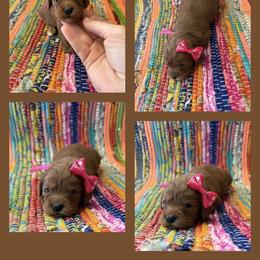 Girl 2 - Red female Cavapoo puppy in Harrah, Oklahoma from Sunshines Pomeranians & Cavapoos