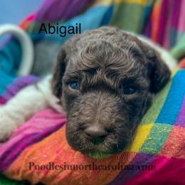 Abigail - Parti female Poodle puppy in Greenville, North Carolina from Grace Poodles