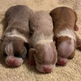 Female  3 - Lilac female Boston Terrier puppy in Mc Donough, Georgia from Ballard Boston Terriers
