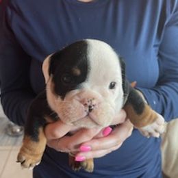Boy 1 - Black tri-color male Bulldog puppy in Sarasota, Florida from Chazzerdog Bulldogs