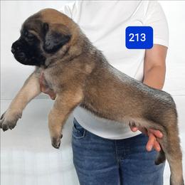 AKC PUP 213 - Fawn male Mastiff puppy in Ava, Missouri from Ozark Mountain Mastiffs