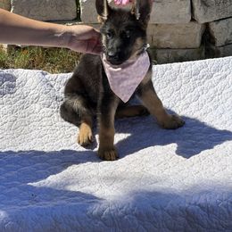 German Shepherd Puppies from Pridelands
