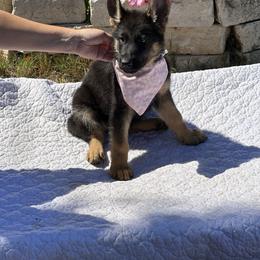 German Shepherd Puppies from Pridelands