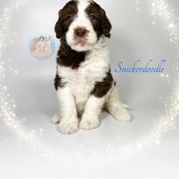 Aussiedoodle and Goldendoodle Puppies from Dandy Doodle Ranch