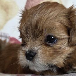 Lhasa Apsos from Pawjama Kennel