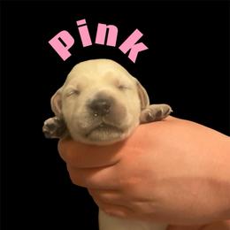 Pink Collar - Golden female Golden Retriever puppy in Peoria, Arizona from Westwing Retrievers