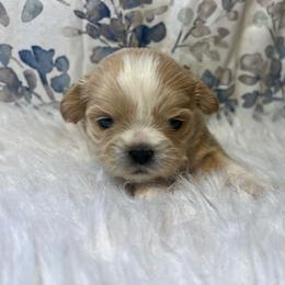 Girl 4 - Cream and white female Shih Tzu puppy in Tenino, Washington from Fantasy Realm Shih Tzus