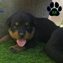 Blue - Black and mahogany male Rottweiler puppy in Tangent, Oregon from Raya's Royals
