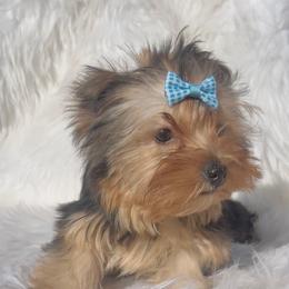 Penny - Black and gold female Yorkshire Terrier puppy in Las Vegas, Nevada from Yorkiepupsntcups