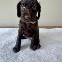 Boykin Spaniel Puppies from TNT Kennels