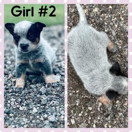 Girl 2 - Blue speckled female Australian Cattle Dog puppy in Prague, Oklahoma from S&B Cattle Co.