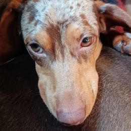 Fin - Dachshund