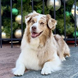 Jewel - Australian Shepherd