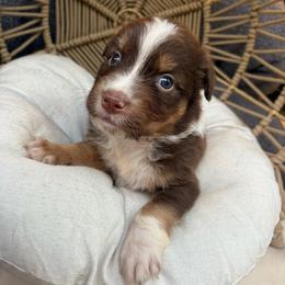 Lilo - Red tri-color female Australian Shepherd puppy in Grants Pass, Oregon from Carmel Mountain Aussies