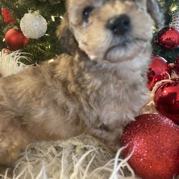 Bernedoodle and Havapoo Puppies from Precious Paws and Purrs