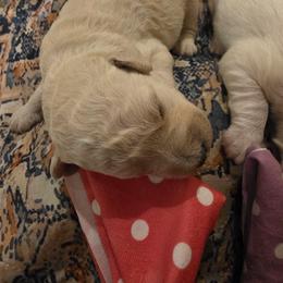Buttercup - Cream female Labradoodle puppy in Churchill County Fallon, Nevada from Card Family Ranch