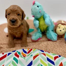 Toby - Apricot male Goldendoodle puppy in Willacoochee, Georgia from Kitandkboodle's Doodles