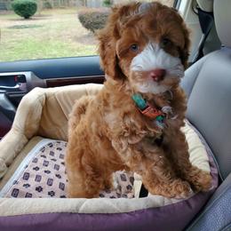 Australian Labradoodle Puppies from Lake Blue Australian Labradoodles