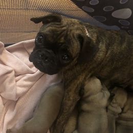 Olive - Pug
