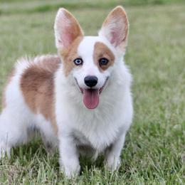 Buck - Pembroke Welsh Corgi