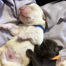 Labrador Retrievers from S&L labradors
