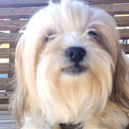 Shichons and Shih Tzus from Willow River