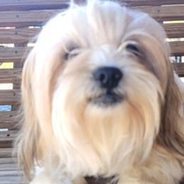 Shichons and Shih Tzus from Willow River
