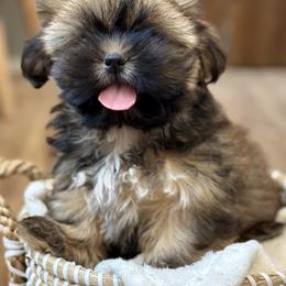 Pearl - Black and tan female Shih Tzu puppy in Waco, Texas from Shih Tzus To Love